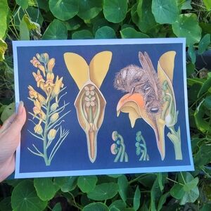Botanical and Bee Illustration Print